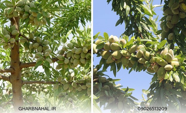 زمان مناسب کاشت نهال بادام و خرید آن زمان مناسب کاشت نهال بادام و خرید آن