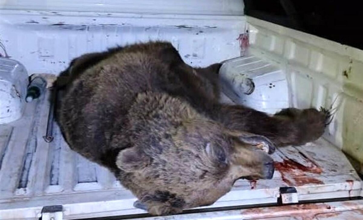 عکس | تصادف مرگبار با خرس قهوه‌ای در کرمانشاه