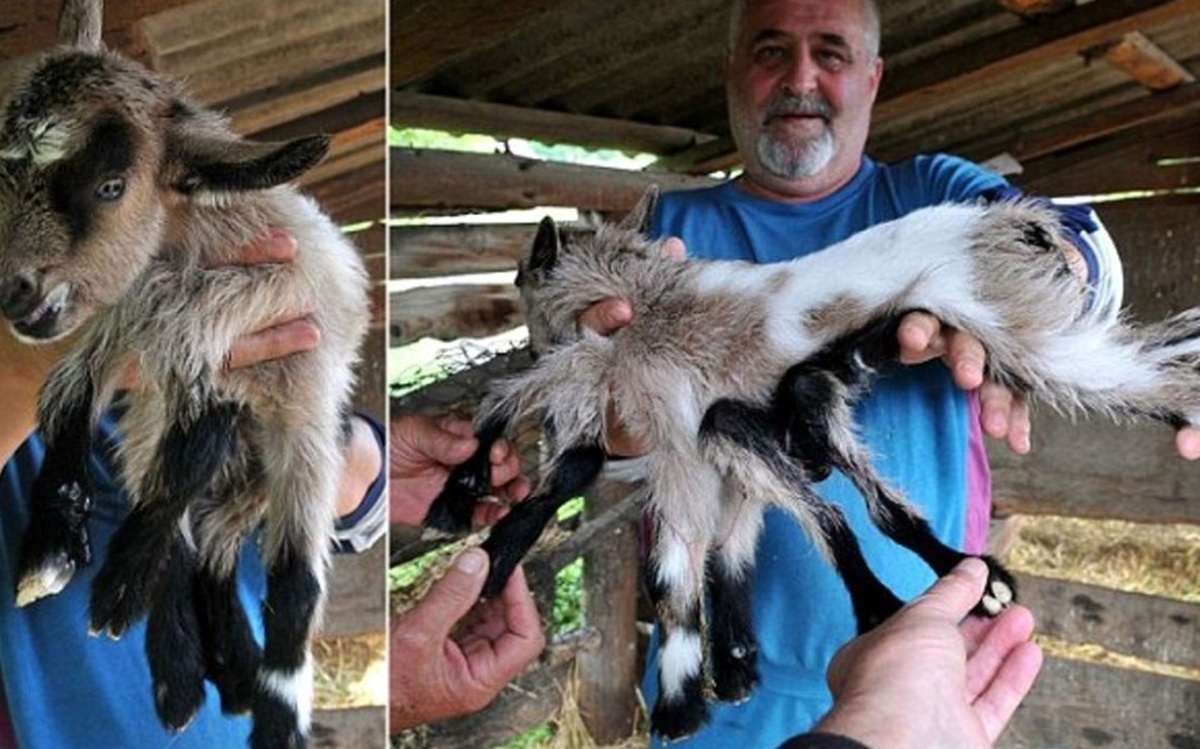 ویدیو | تولد حیوان عجیبی که دانشمندان را شگفت‌زده کرد در یک مزرعه دور افتاده