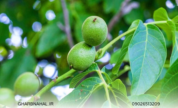 کدام نهال گردو برای سرمایهگذاری بهتر است؟ کدام نهال گردو برای سرمایهگذاری بهتر است؟