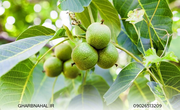 کدام نهال گردو برای سرمایهگذاری بهتر است؟ کدام نهال گردو برای سرمایهگذاری بهتر است؟