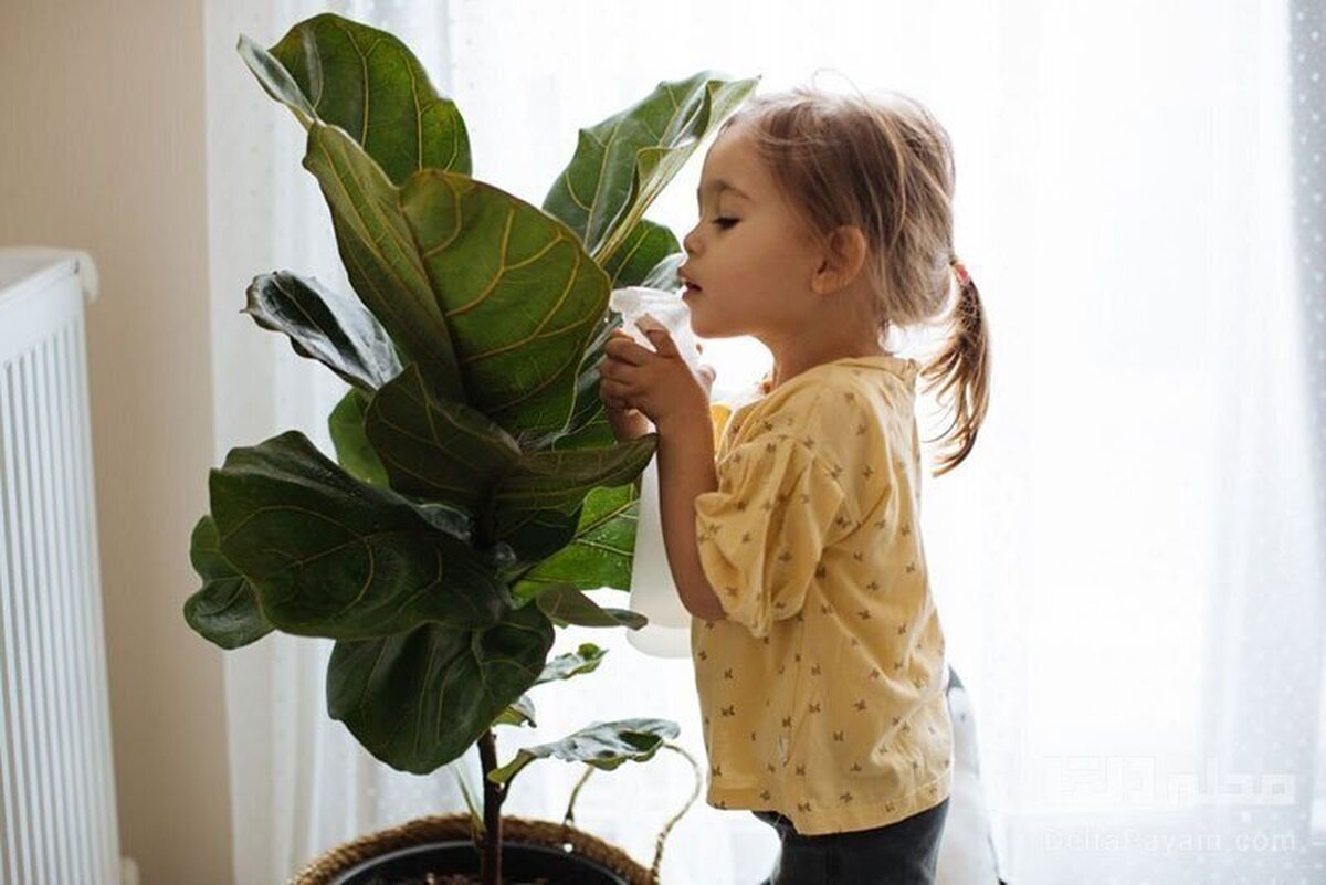 گیاهان خطرناک آپارتمانی که باعث مسمومیت کودکان می‌شود