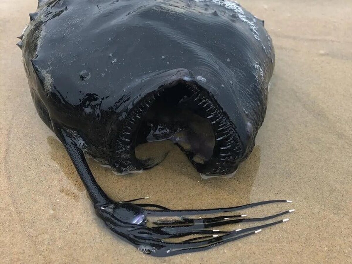 عکس | موجود سیاه عجیبی که در ساحل پیدا شد