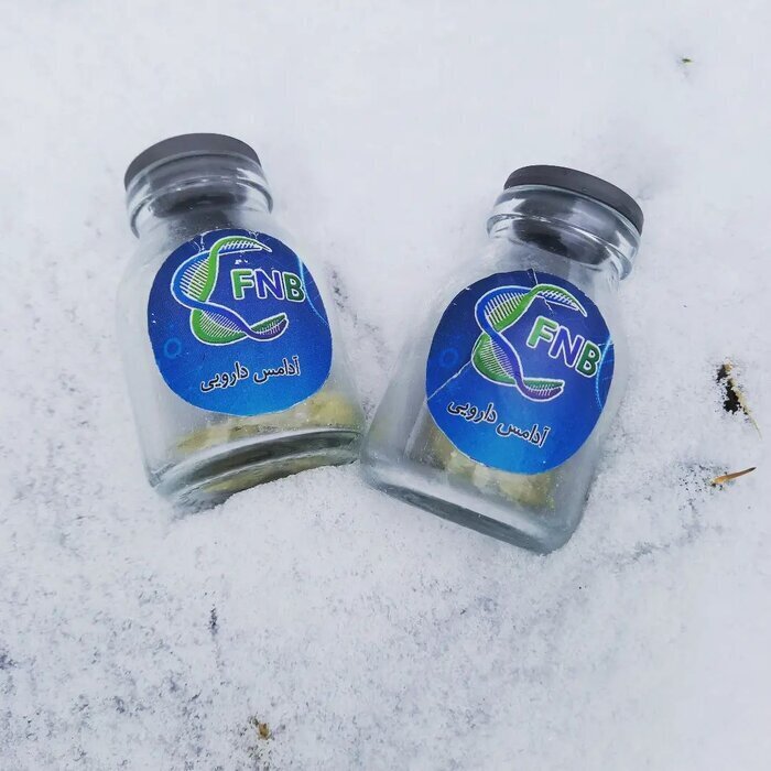 عجیب، اما واقعی | آلزایمر را با آدامس و آبنبات درمان کنید