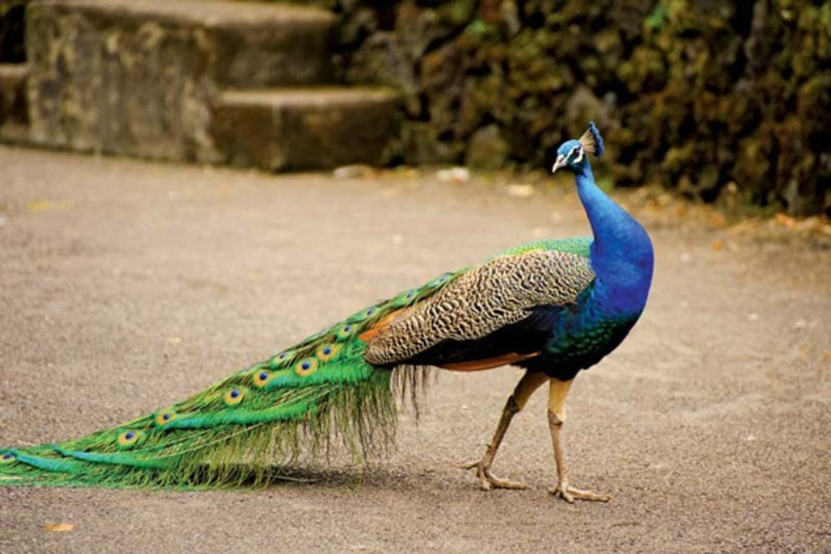 عکس | تصویر عجیب یک طاووس در کارتن موز