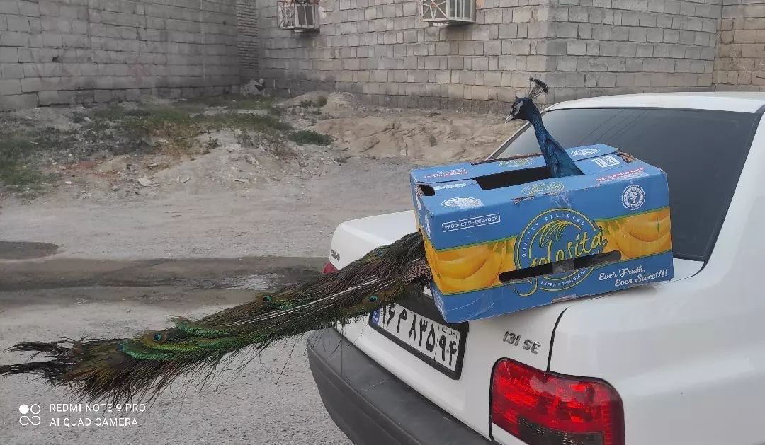 عکس | تصویر عجیب یک طاووس در کارتن موز