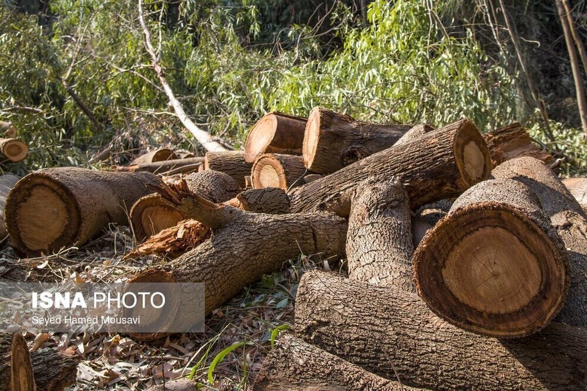 تصاویر | قطع درختان پارک ملی دز و عباس آباد