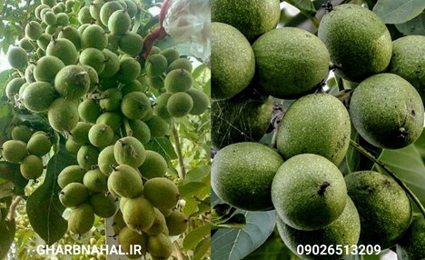 سودآوری با خرید و کاشت نهال گردو پیوندی سودآوری با خرید و کاشت نهال گردو پیوندی