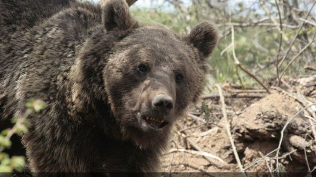 ویدیو | هجوم خرس‌ها در جاده آبدانان