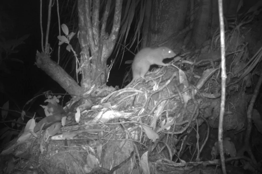 عکس | موش غولپیکر در تله عکاسان افتاد! | حرف مردم بومی تا قبل از این قابل باور نبود عکس | موش غولپیکر در تله عکاسان افتاد! | حرف مردم بومی تا قبل از این قابل باور نبود