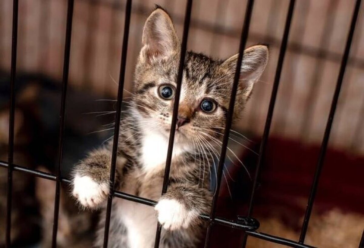 ویدیو |‌ فرار از زندان با نقش آفرینی یک گربه!