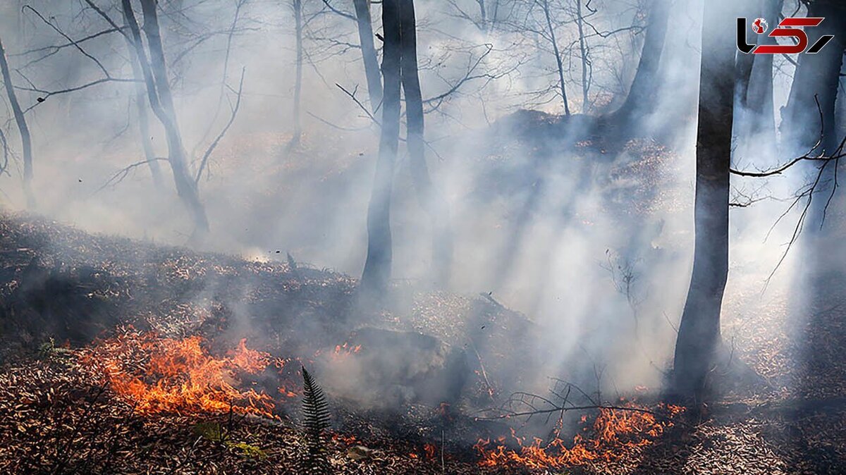جنگل «کجور» نوشهر آتش گرفت