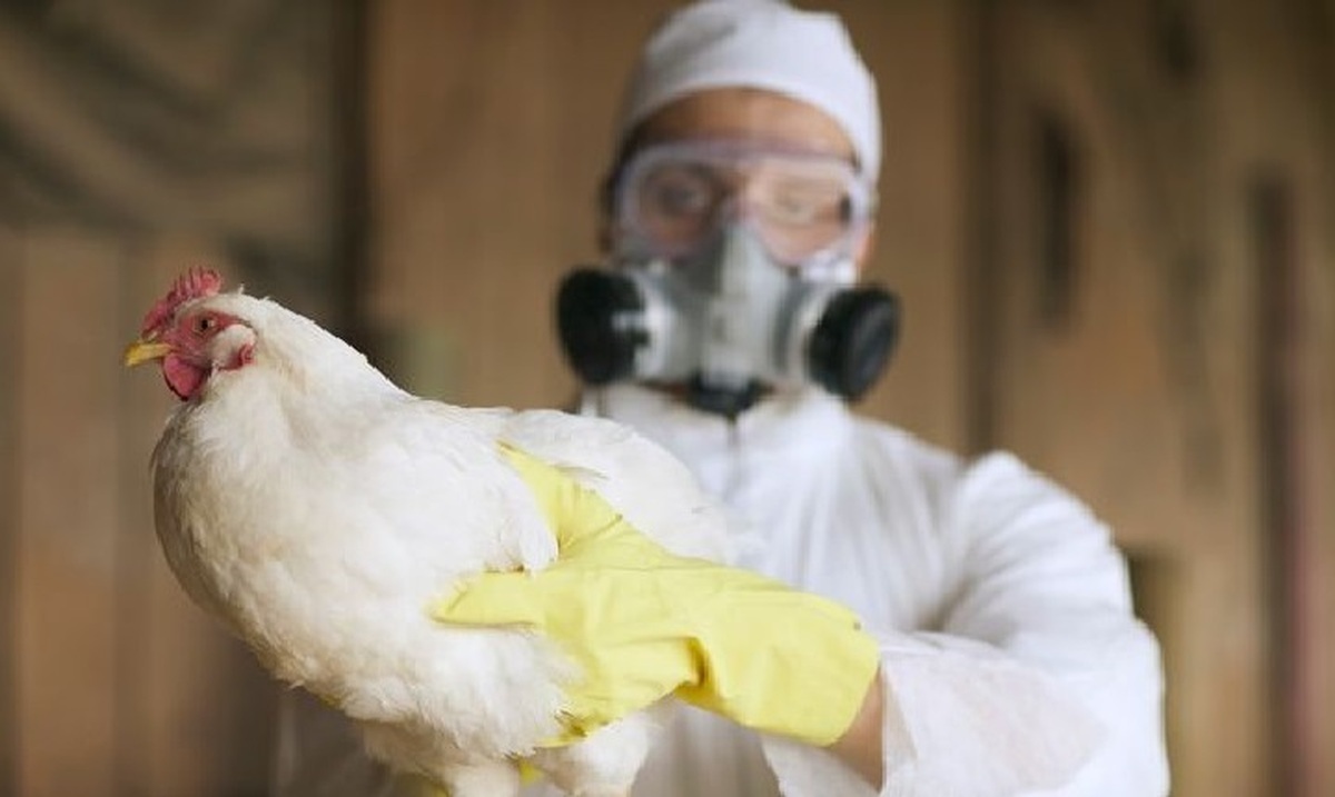 خطر ابتلای انسانی به ویروس آنفلوآنزای پرندگان