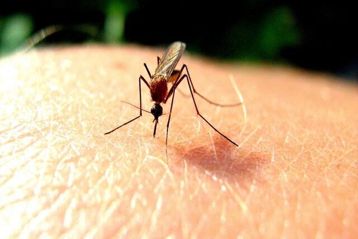 شناسایی دو بیمار مبتلا به مالاریا در اهواز