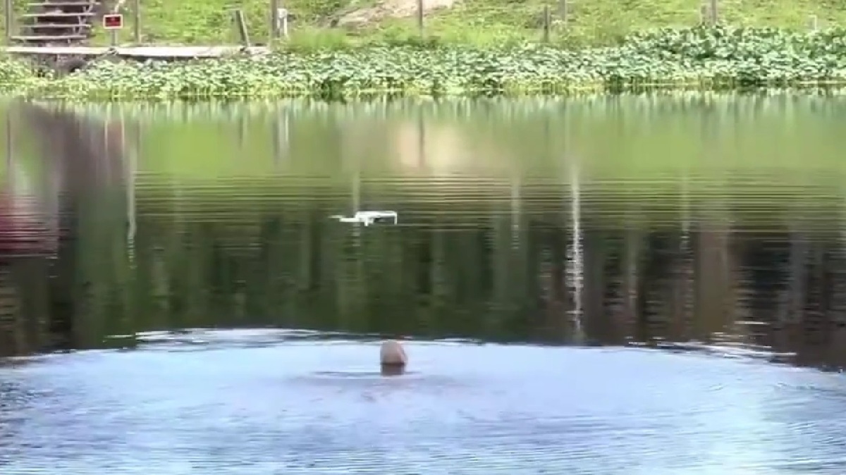 ویدیو | شکار پهپاد توسط تمساح!