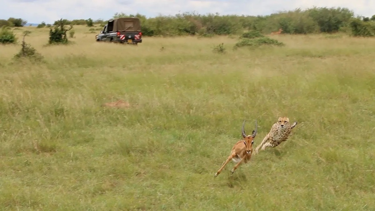 ویدیو | لحظات نادر از شکار یوزپلنگ