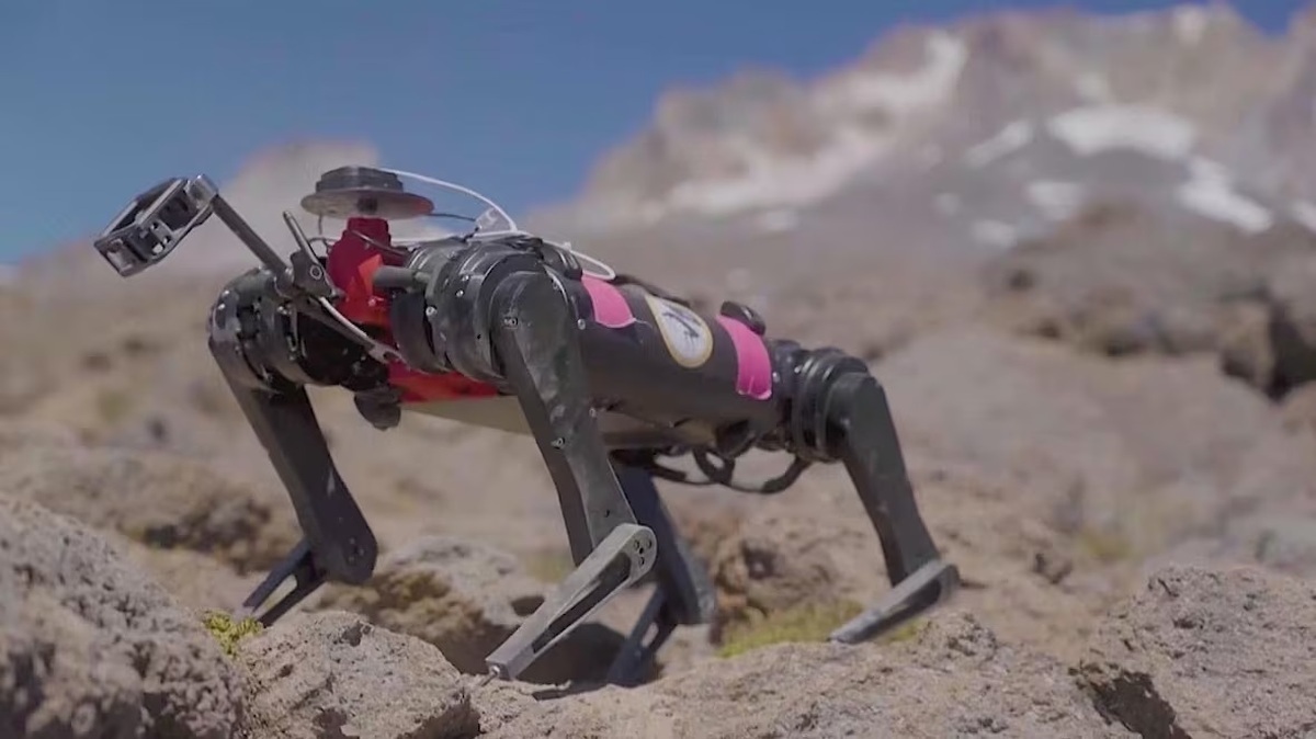 ویدیو | ناسا در حال تربیت سگ برای راه رفتن بر سطح ماه است