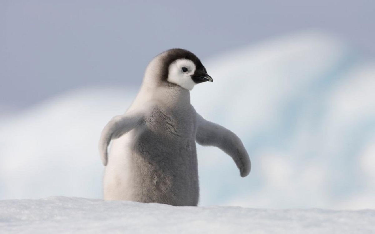 ویدیو | پرش جوجه پنگوئن‌ها از کوه یخ