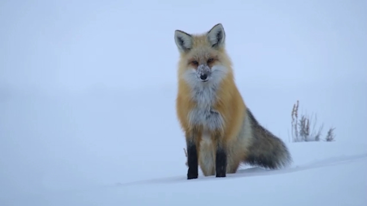 ویدیو | ترفند روباه قرمز برای شکار موش کور