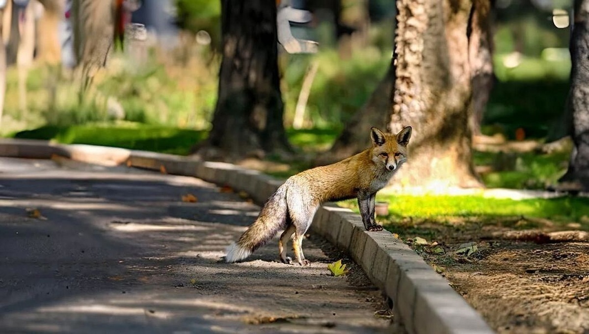 ویدیو | لحظه پیوستن روباه مادر به توله‌اش در ولنجک تهران