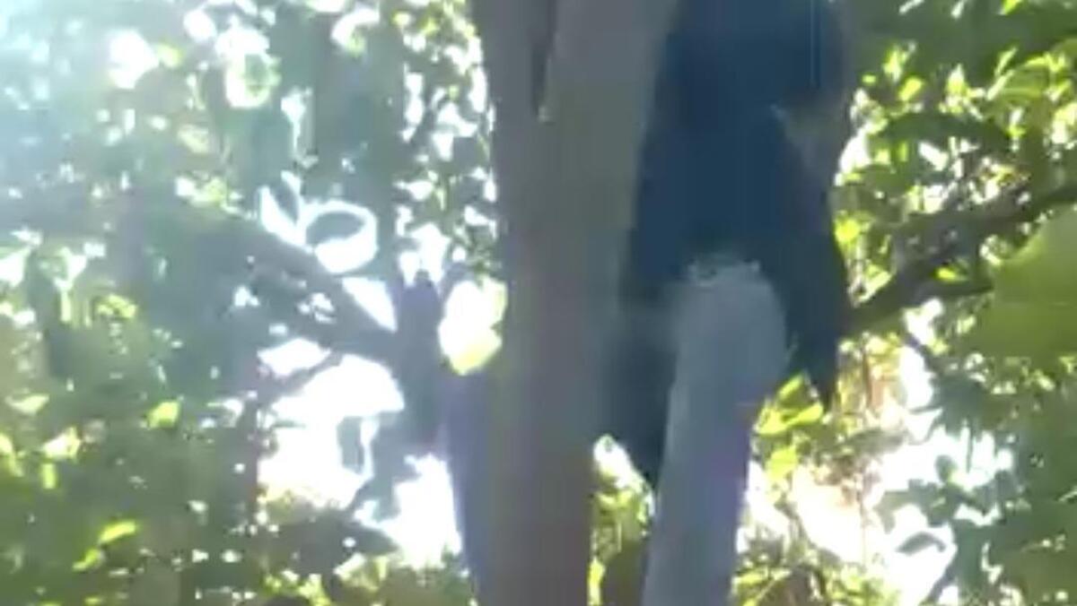 دستگیری سارق بدشانس روی درخت