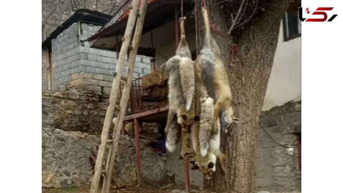دستگیری عامل آویزان کردن لاشه ۴ قلاده روباه
