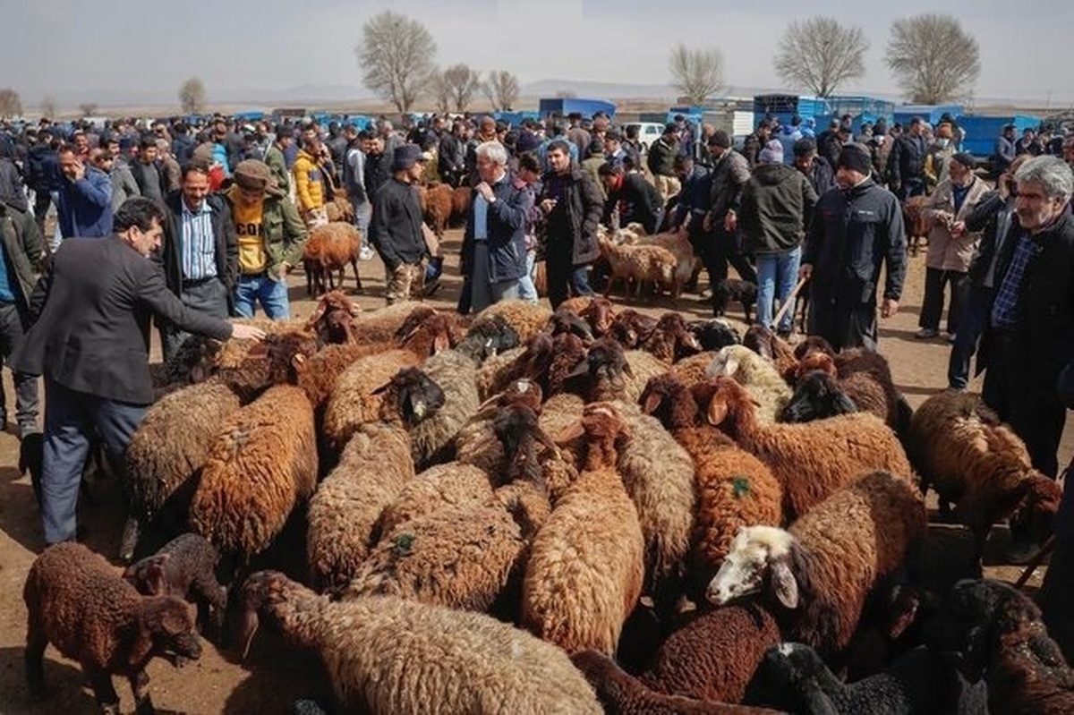 قیمت جدید دام زنده