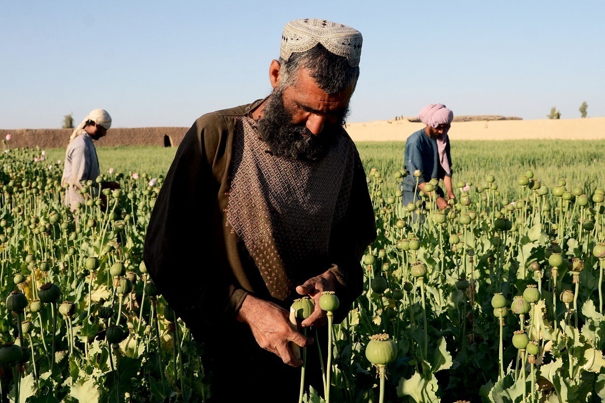 ممنوعیت کشت خشخاش بعد از یک سال از فرمان طالبان