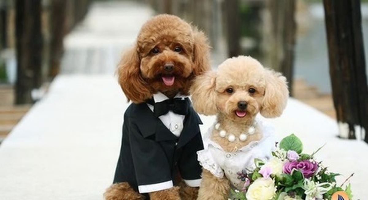 عکس | خرید عروسی ۱ میلیارد تومانی برای ازدواج ۲ سگ !