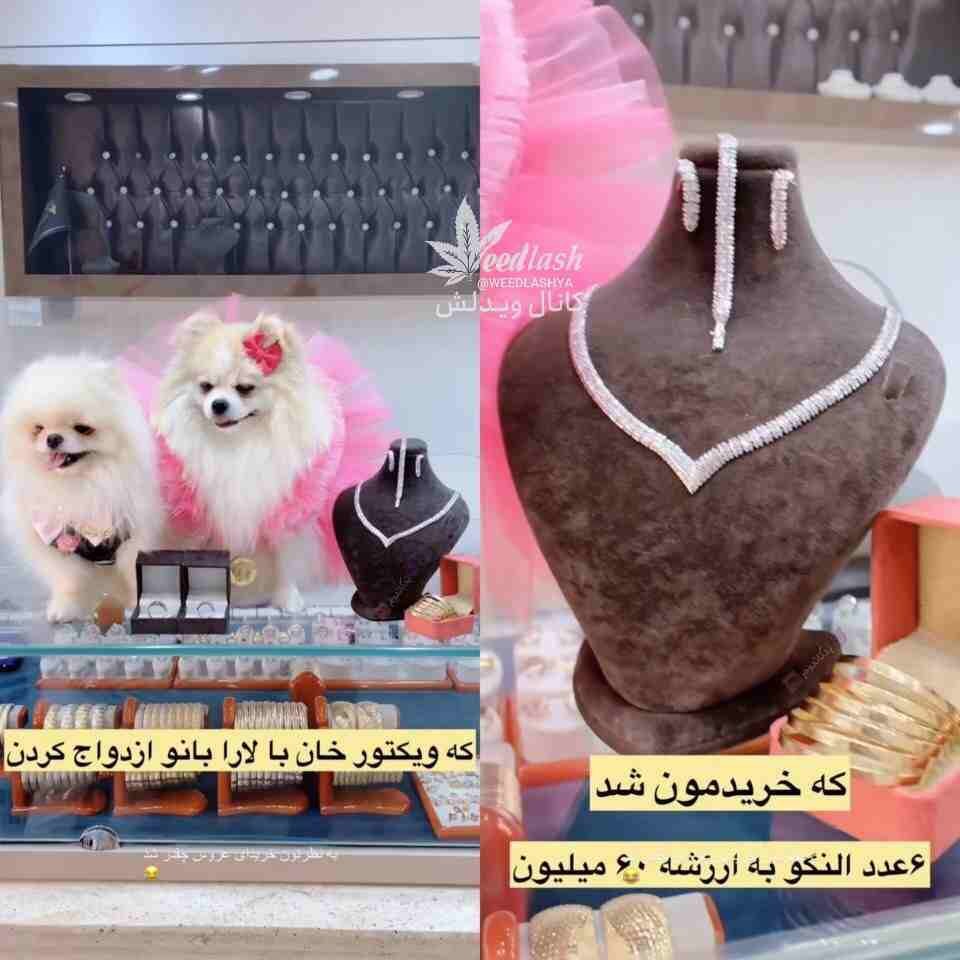 عکس | خرید عروسی ۱ میلیارد تومانی برای ازدواج ۲ سگ عکس | خرید عروسی ۱ میلیارد تومانی برای ازدواج ۲ سگ