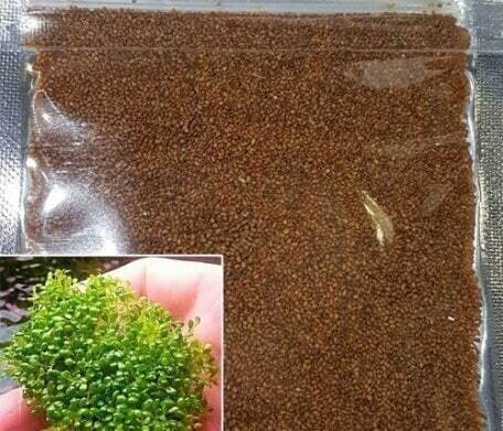 سبزه عید را در تنگ ماهی بکارید! یک سبزه جذاب و زیبا