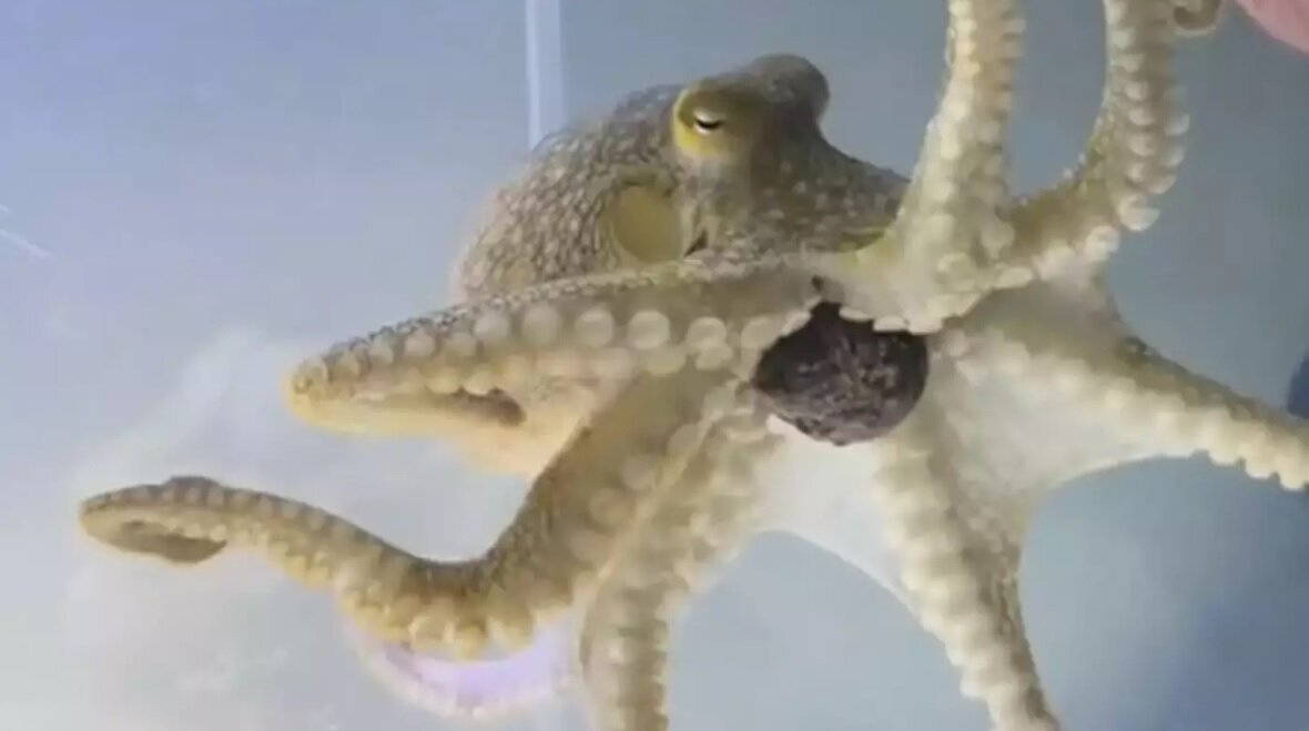 عکس | خرید هشت‌پا برای پسربچه، دردسر‌های زیادی برای خانواده اش به وجود آورد!