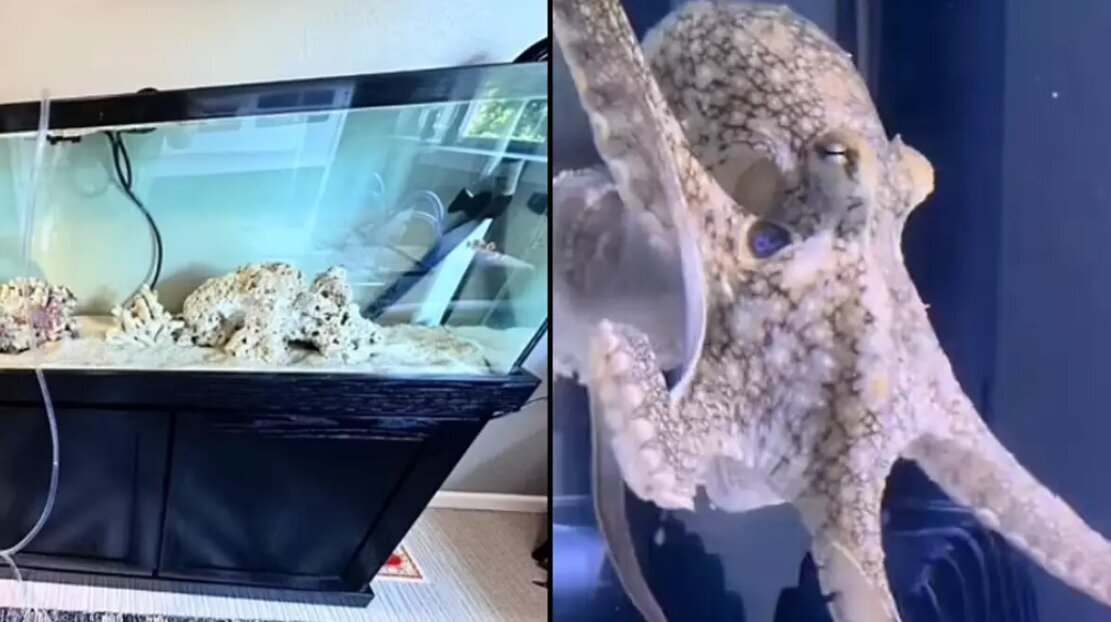 عکس | خرید هشت‌پا برای پسربچه، دردسر‌های زیادی برای خانواده اش به وجود آورد!