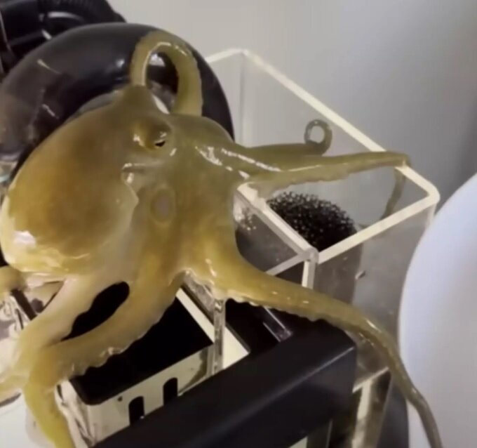 عکس | خرید هشت‌پا برای پسربچه، دردسر‌های زیادی برای خانواده اش به وجود آورد!