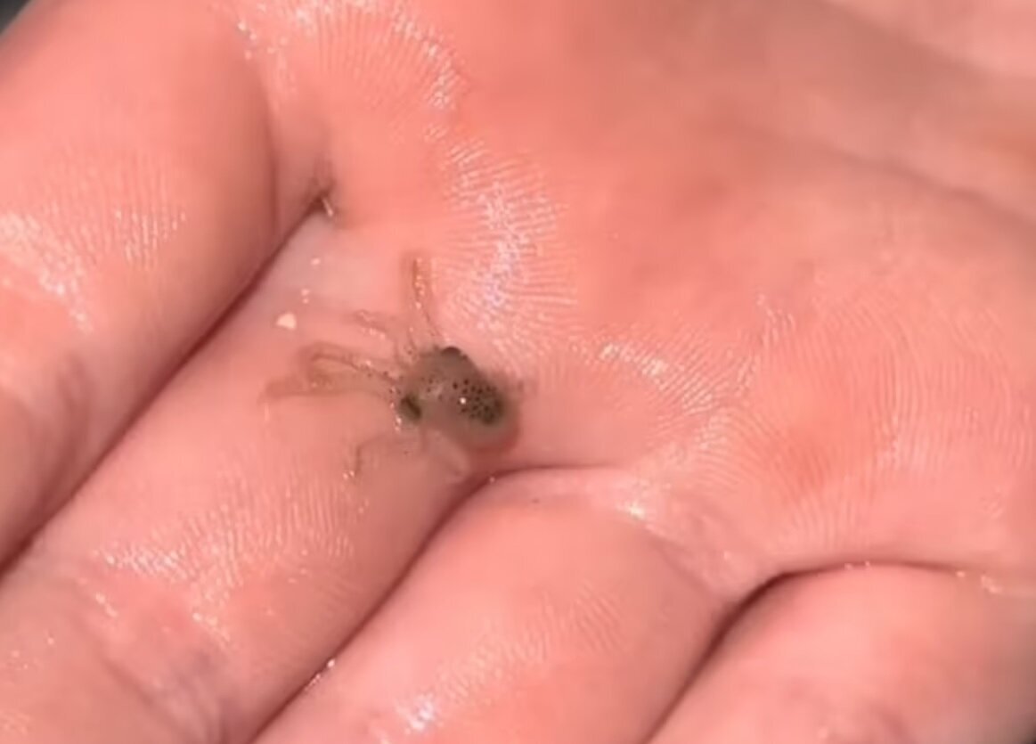 عکس | خرید هشت‌پا برای پسربچه، دردسر‌های زیادی برای خانواده اش به وجود آورد!