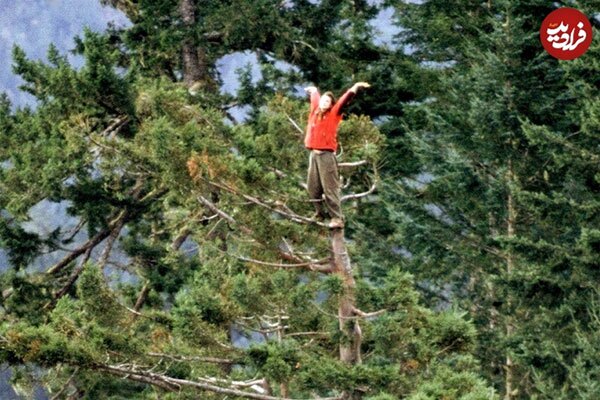 عکس | این دختر ۲ سال روی درختی با ارتفاع ۵۴ متر زندگی کرد!