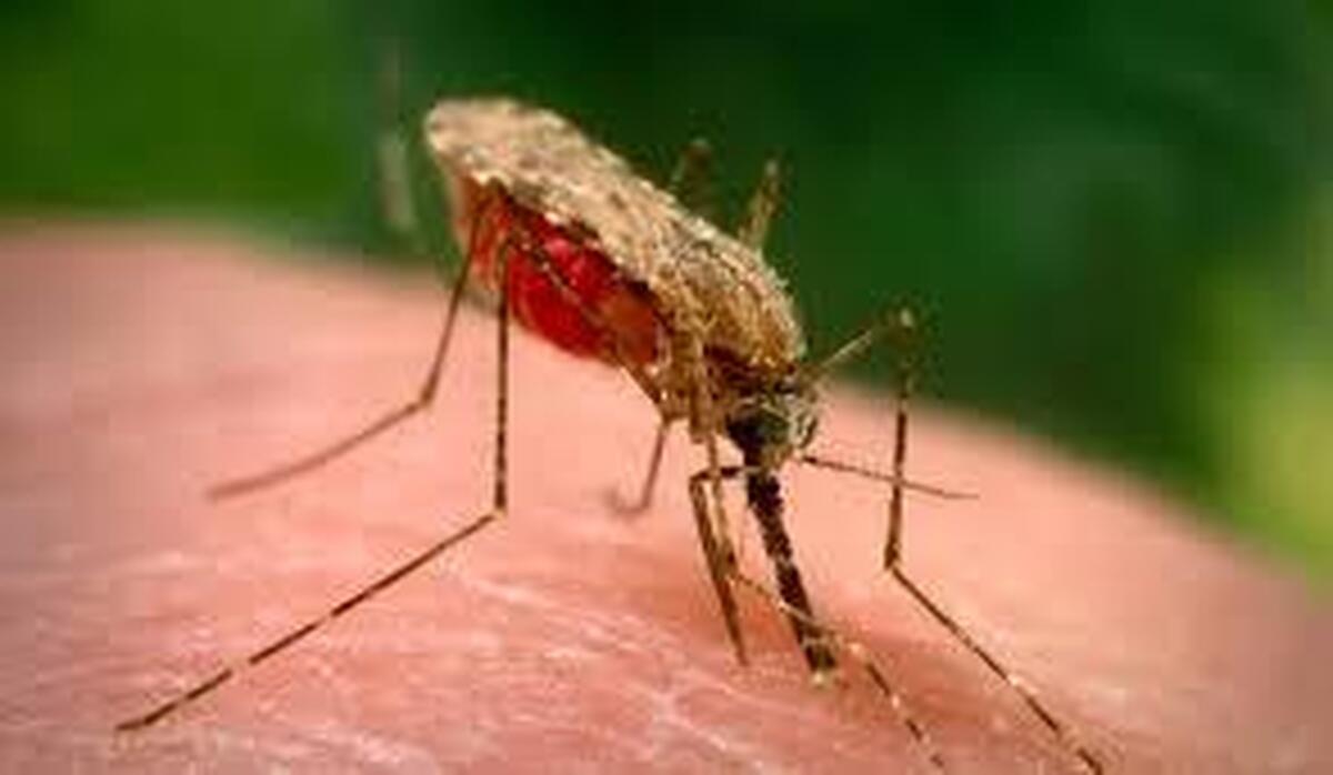 هشدار | شیوع مالاریا در این استان قوت گرفت