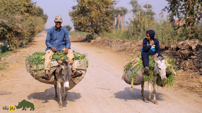 خرها اولین بار کی مغز آدم ها را گاز گرفتند ؟ | یافته های جدید درباره ۷ هزار سال همزیستی خرها با انسان ها
