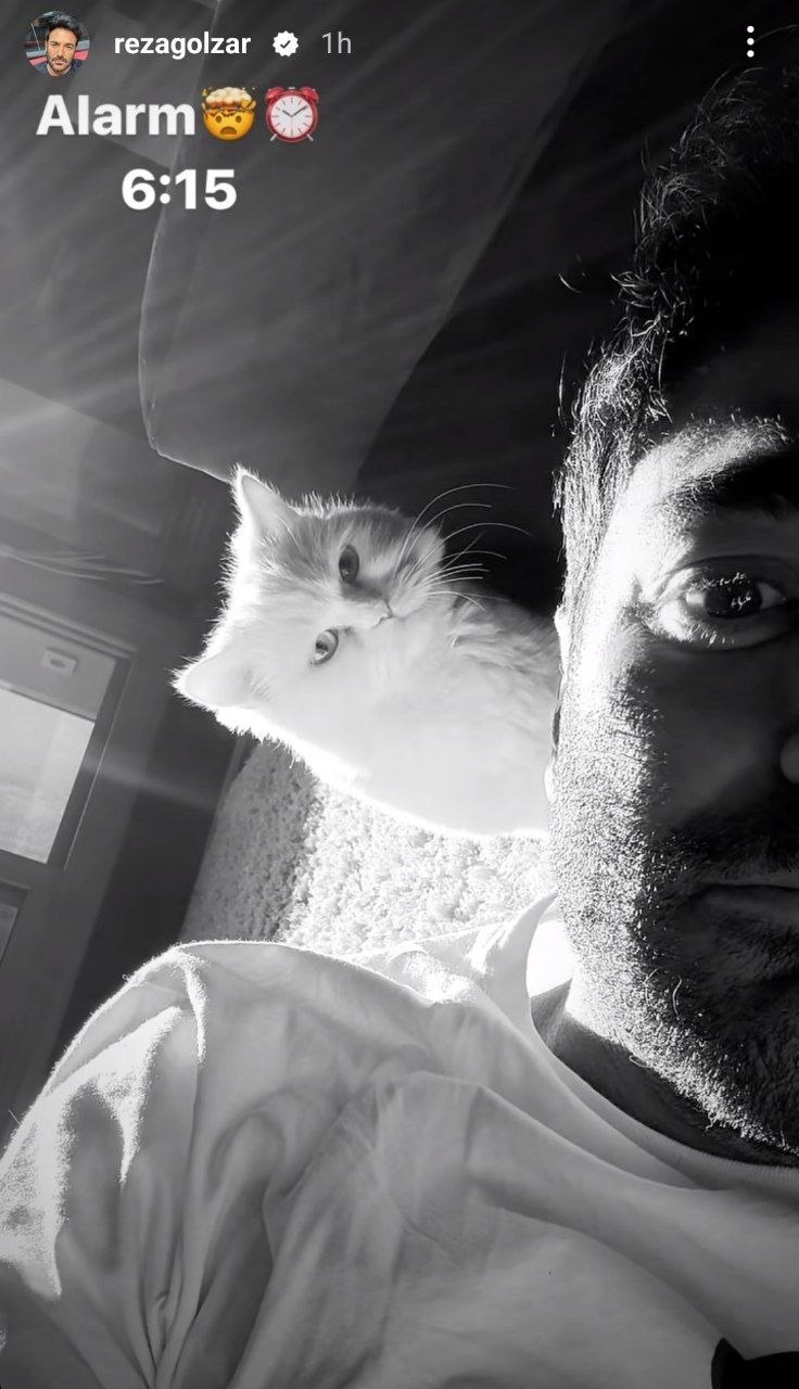 گربه زیبای رضا گلزار معروف شد | اخم عجیب به بیداری صبحگاهی