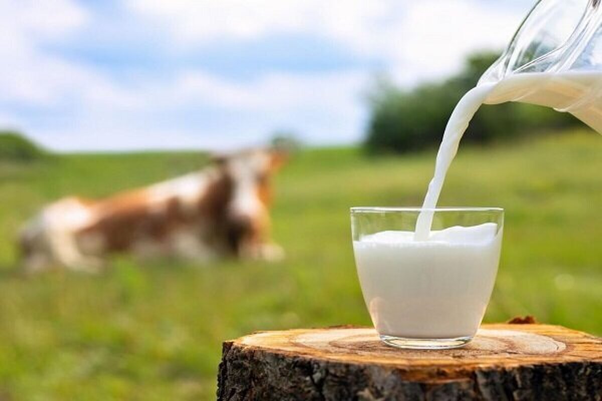 دلیل مهم مصرف یک لیوان شیر در روز