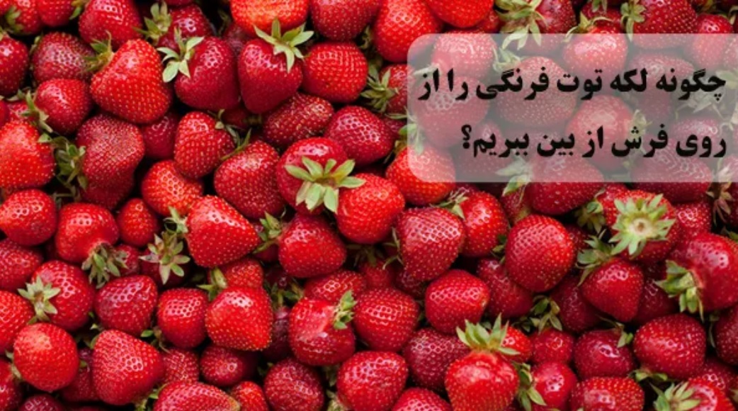 از بین بردن لکه توت فرنگی از روی فرش