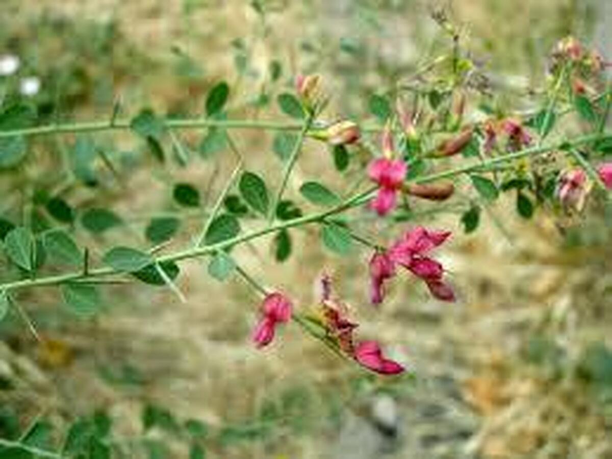 بهترین گیاه دارویی که خواص درمانی زیادی برای پوست و سلامتی دارد
