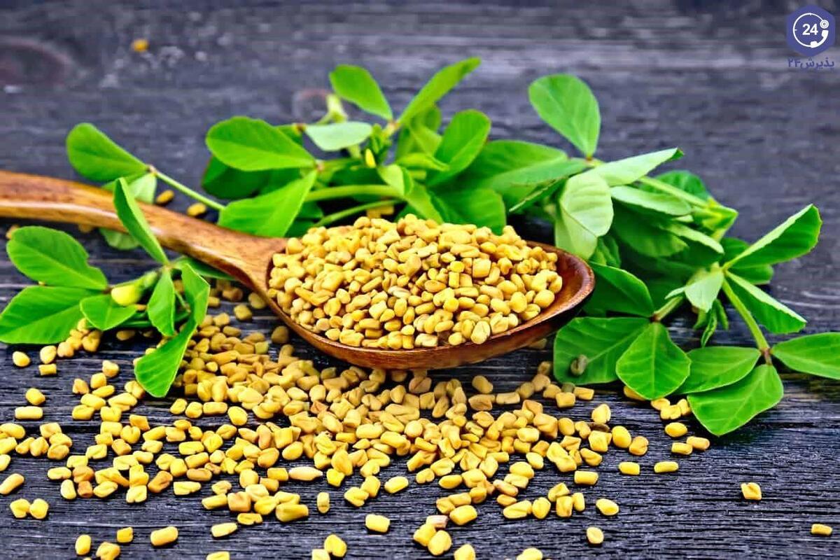 تاثیر مهم شنبلیله برای رفع این بیماری‌ها