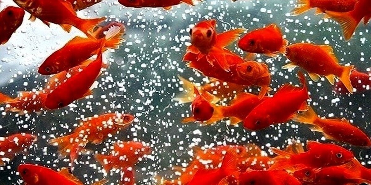 درخواست مهم سازمان محیط زیست از مردم درباره ماهی‌های قرمز + ویدیو