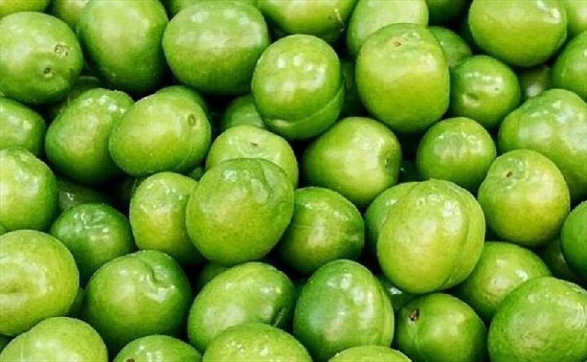 قیمت نجومی گوجه سبز خبرساز شد