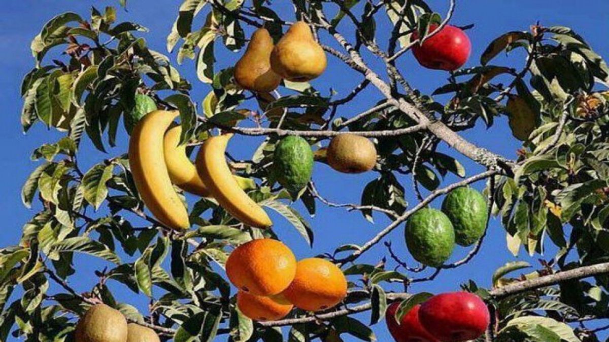 عکس | شگفت انگیزترین درخت دنیا را که ۴۰ نوع میوه بشناسید