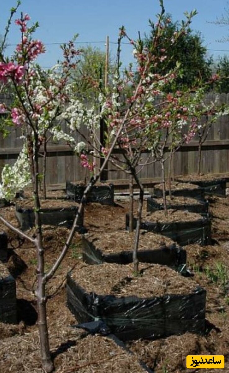 عکس | شگفت انگیزترین درخت دنیا را که ۴۰ نوع میوه بشناسید