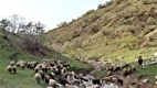 حمله خرس یک دامدار ۲۰ ساله را مجروح کرد
