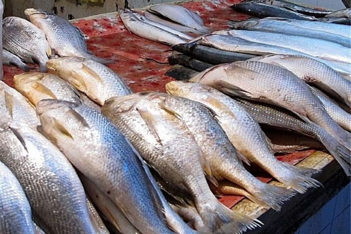 قیمت انواع ماهی امروز سه شنبه ۲ اردیبهشت ۱۴۰۴
