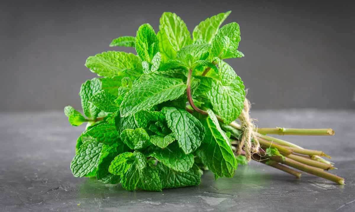 خاصیت پاک‌کنندگی و سم‌زدایی نعنا
